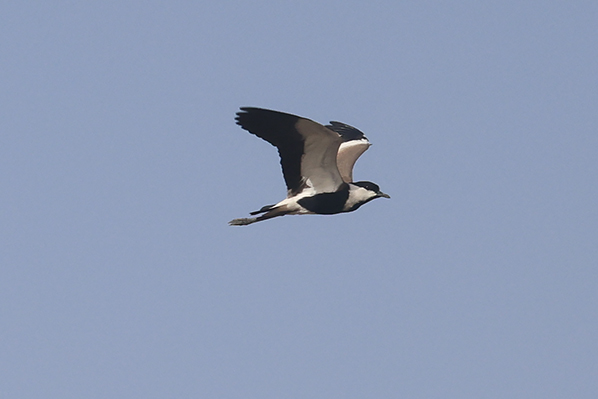Spur-winged Lapwing
